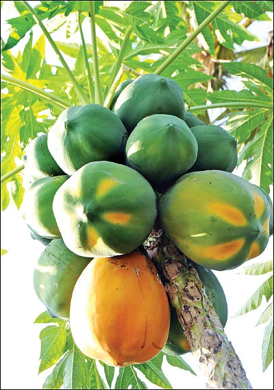 1 ஏக்கர்... ரூ 3 லட்சம் லாபம் - வறட்சியிலும் வருமானம் தரும் பப்பாளி!