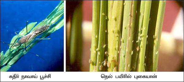 வயல்வெளிப் பள்ளி கேள்விகளும்... பதில்களும்!