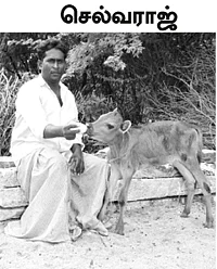 கால்கள் விரைத்துச் சாகும் பசுக்கள்!