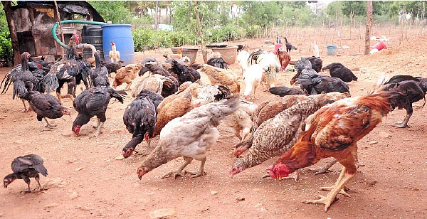 மழைக்காலம்... கால்நடைகள் கவனம்!