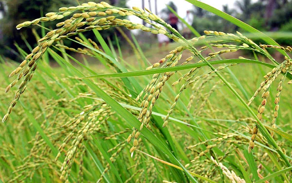 தண்டோரா