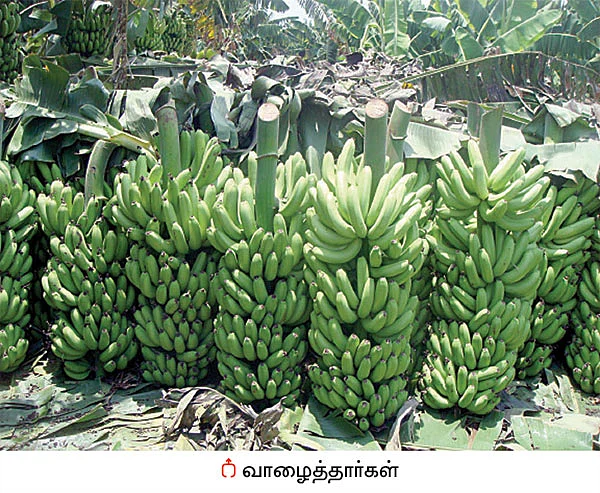 கிலோ 4 ரூபாய்... வரலாறு காணாத விலை வீழ்ச்சி...
