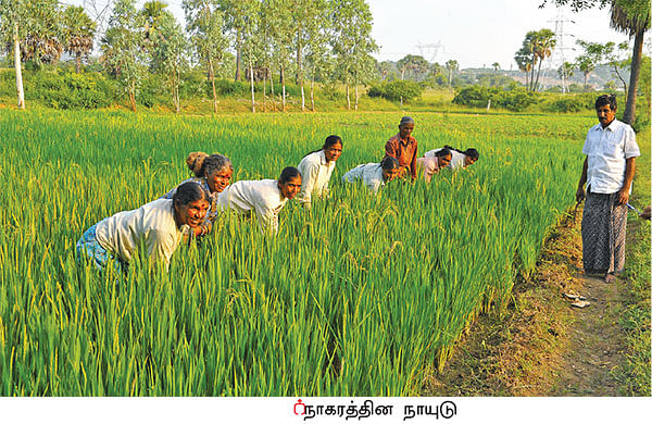 நீங்கள் கேட்டவை: உயிர்வேலிக்கு ஏற்ற சூடான் முள்!