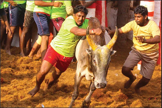 கொம்பப் பாக்காதே... திமிலப் பாரு!