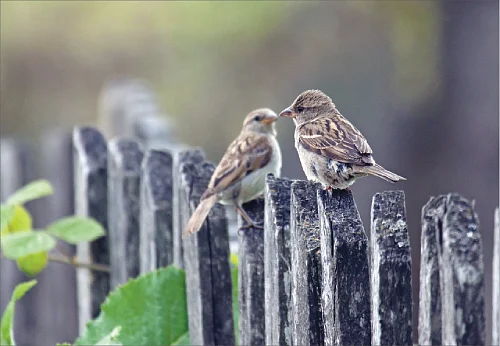 ஆறாம் திணை