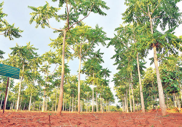 மரம் செய விரும்பு! - 12 - தீக்குச்சியாகும் பெருமரம்... 4 ஆண்டுகளில் நல்ல வருமானம்!