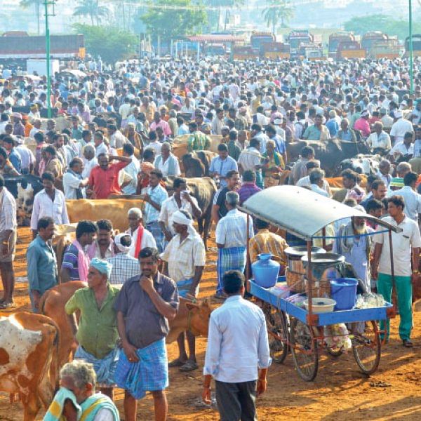 முடங்கிப்போன மாட்டுச் சந்தைகள்!