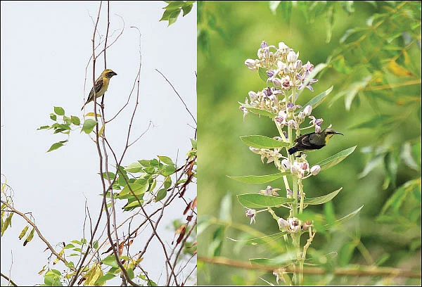 உத்தரமேரூரில் ஒரு வேடந்தாங்கல்... தனி மனிதன் உருவாக்கிய சரணாலயம்!