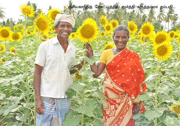 90 நாள்.... ரூ.50 ஆயிரம் வருமானம்... சொக்கவைக்கும் சூரியகாந்தி!