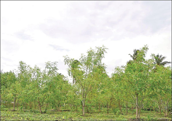 முருங்கை... முத்தான மகசூலுக்குச் சத்தான தொழில்நுட்பங்கள்!