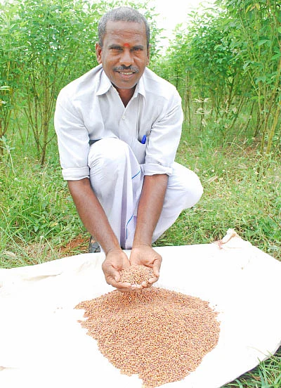 மானாவாரியில் மகத்தான மகசூல்... துவள விடாத துவரை!