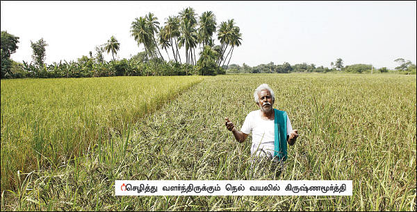கறுப்பு கவுனி... தங்கச் சம்பா... விருது வாங்கிக்கொடுத்த இயற்கை விவசாயம்!