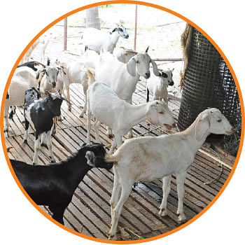 நெல், கரும்பு,தக்காளி,கத்திரி,ஆடு, மாடு,கோழி... மழைக்கால பராமரிப்பு!