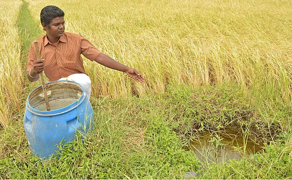 வெகுமதி கொடுக்கும் வெள்ளைப் பொன்னி...