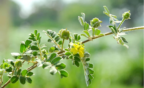 சிறுநீரகத்தைச் சீராக்கும் நெருஞ்சில்..!
