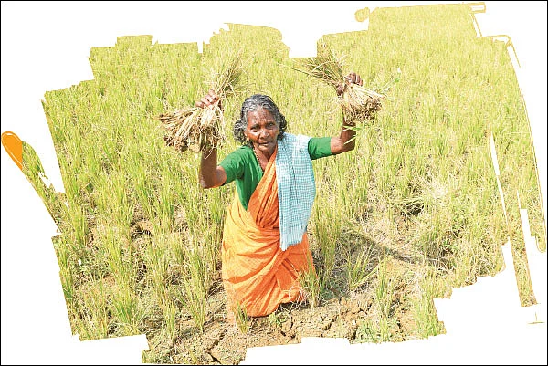 பாரம்பர்ய நெல்லும் சிறுதானியமும் காலத்தின் கட்டாயம்...