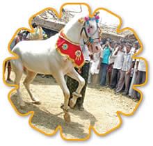 குத்தாட்டக் குதிர!