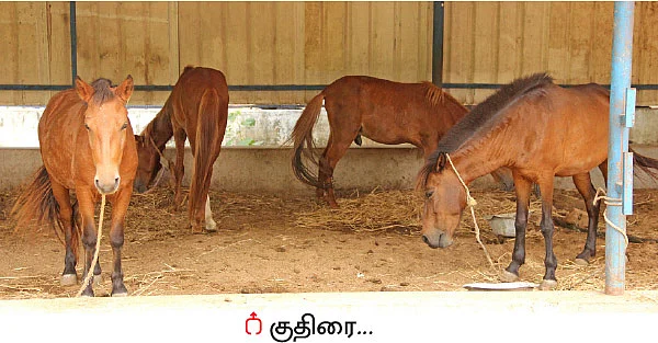 உயிர்களோடு உறவாடும் புளூ கிராஸ்!