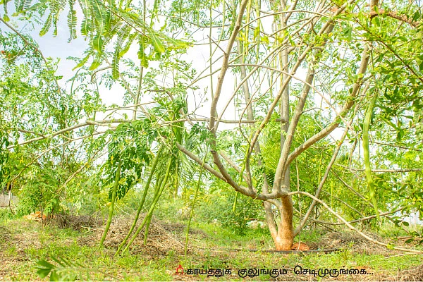 25 சென்ட்... ரூ 85 ஆயிரம்...! செழிப்பான வருமானம் கொடுக்கும் செடிமுருங்கை