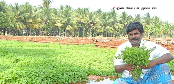 50 நாள்... 25 சென்ட்... ரூ 20 ஆயிரம் வருமானம்! புதினா!