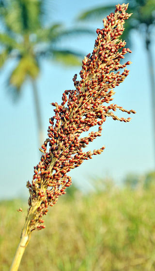 நீங்கள் கேட்டவை: விளைச்சலைக் கூட்டும் அரப்பு மோர் கரைசல்!