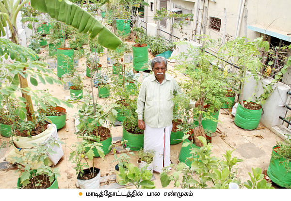 வீட்டுக்குள் விவசாயம் - 11