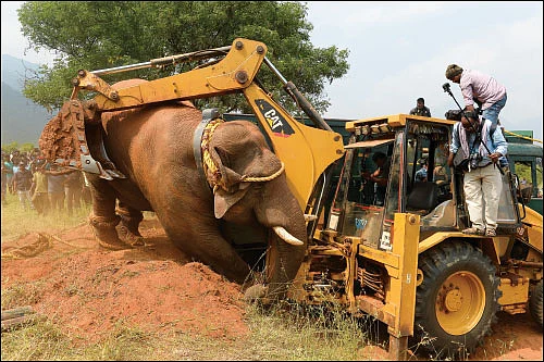 யானைகள் மீதா குற்றம்?