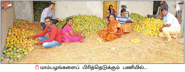 ஒரு நாள் விவசாயி! பருவம் - 2 - மா சாகுபடி, ஆண்டுக்கு ரூ 20 லட்சம் - நேரடி விற்பனையில் நிறைவான வருமானம்!