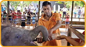 சாமாவின் நிரந்தர துயரம்!