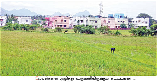 குறைந்துபோன நெல் சாகுபடி... அழிந்துபோன பாரம்பர்ய ரகங்கள்!