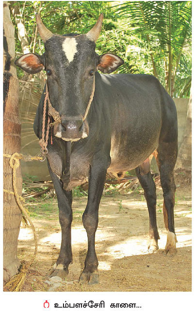 ஜல்லிக்கட்டு - பாரம்பர்யத்தைக் காக்க வந்த ‘இளம் காளைகள்!’