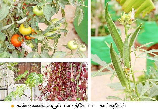 வீட்டுக்குள் விவசாயம் - 11