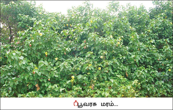பூவரசு மரமல்ல... மருத்துவமனை!