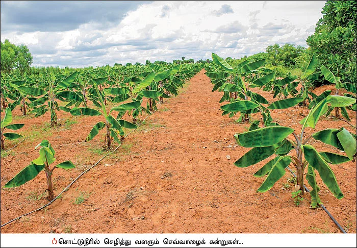 ஒரு ஏக்கர்... ரூ.4 லட்சம்... செழிப்பான லாபம் கொடுக்கும் செவ்வாழை!
