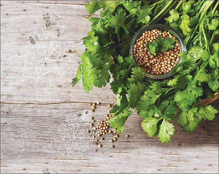 மனம் மாற்றும் மணமான கொத்தமல்லி!