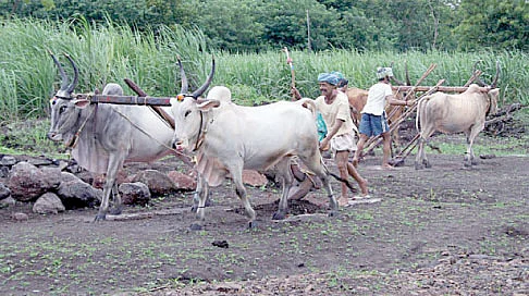 சிலைகள் சொல்லும் இந்தியக் கிராமங்கள் !