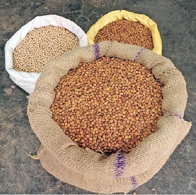 ஏற்றுமதிக்கு ஏற்ற கொண்டைக்கடலை!