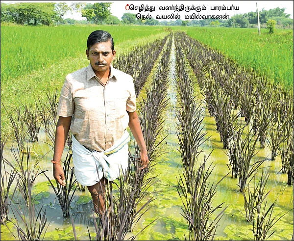 மூன்று ஏக்கர்... 52 பாரம்பர்ய நெல் ரகங்கள்!