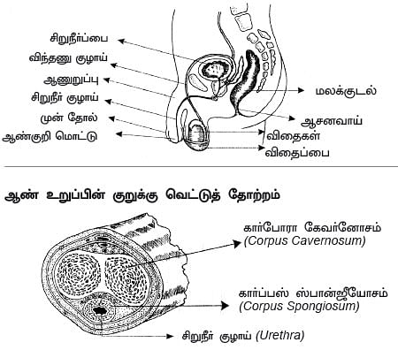 அந்தப்புரம் - 3