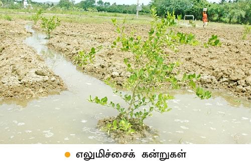 ஆடு, கோழி, மாடு, நெல், எலுமிச்சை...குடும்பத் தலைவியின் இயக்கத்தில் ஓர் ஒருங்கிணைந்த பண்ணை!