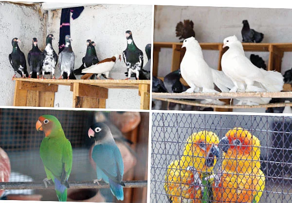 பறவை வளர்ப்பு... பணத்துக்குப் பணம்; மகிழ்ச்சிக்கு மகிழ்ச்சி!