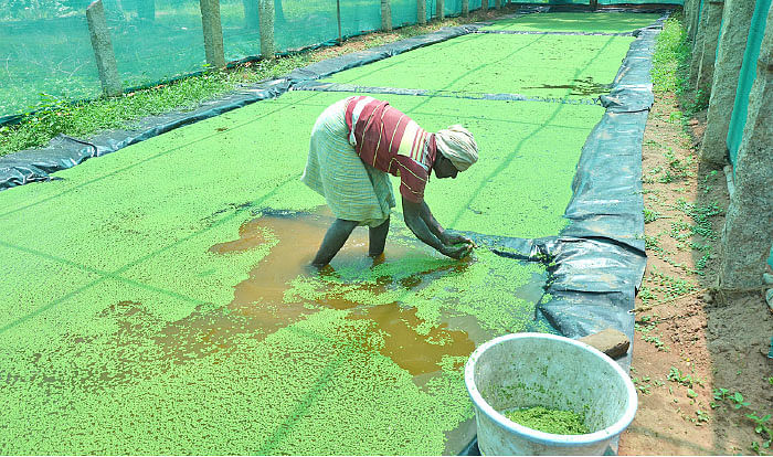 நீங்கள் கேட்டவை - ஒருங்கிணைந்த பண்ணைக்கு உரம் கொடுக்கும் அசோலா!