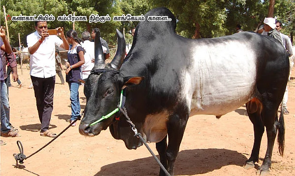 காங்கேயம் காளைகளுக்கு அழகுப்போட்டி! - கண்காட்சி