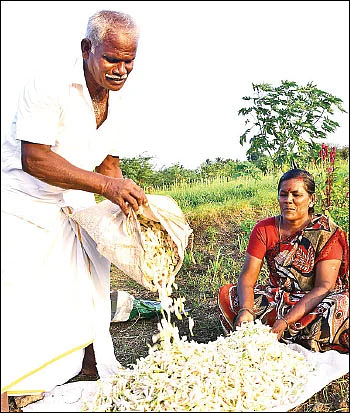 ஏக்கருக்கு ரூ. 1 லட்சம் செழிப்பான லாபம் தரும் - இயற்கை சம்பங்கி