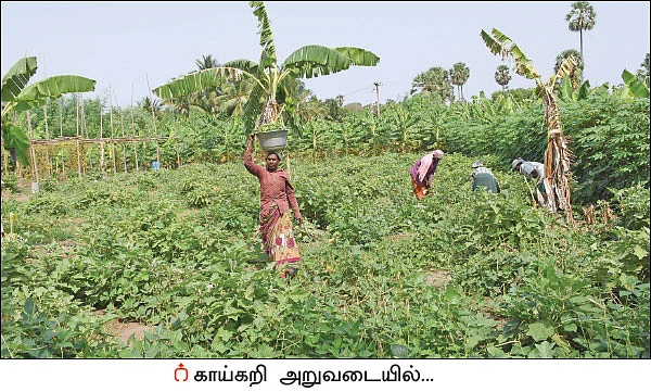 ரூ 1 லட்சம் வருமானம்... வாழைக்கு இடையில் காய்கறிகள்... ஊடுபயிர்கள் கொடுக்கும் உன்னத லாபம்!