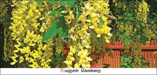 மரம் செய விரும்பு! - 15 - சாலையோரத்தில் சோலைகள் அமைப்போம்...