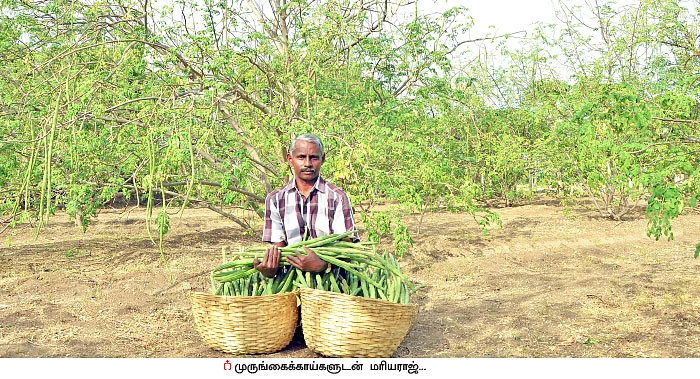 2 ஏக்கர், ரூ. 3,74,000... ‘நச்’ லாபம் கொடுத்த நாட்டுப் பப்பாளி, யாழ்ப்பாணம் முருங்கை!