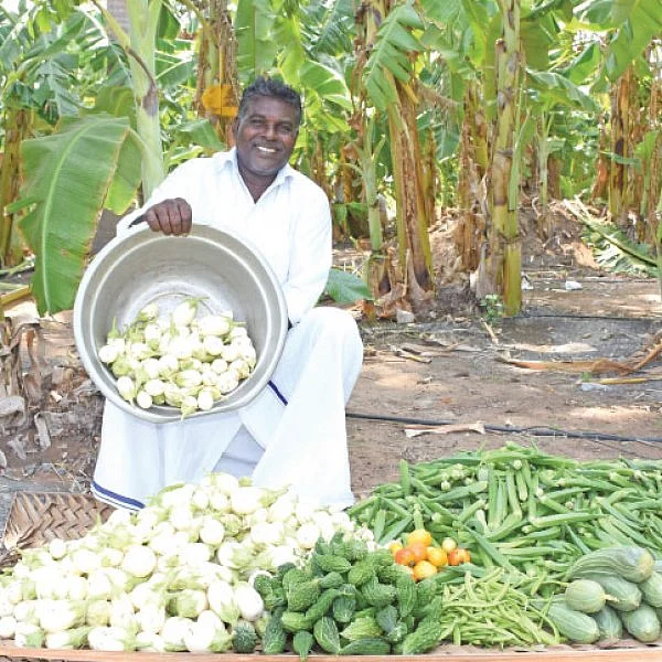 ரூ 1 லட்சம் வருமானம்... வாழைக்கு இடையில் காய்கறிகள்... ஊடுபயிர்கள் கொடுக்கும் உன்னத லாபம்!