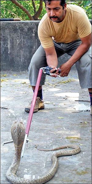 பாம்புகளின் அன்பன் பூனம் சந்த்!