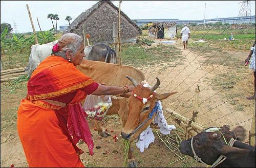 ‘கோ’ மாதா... ராம் ராம் பாட்டி!